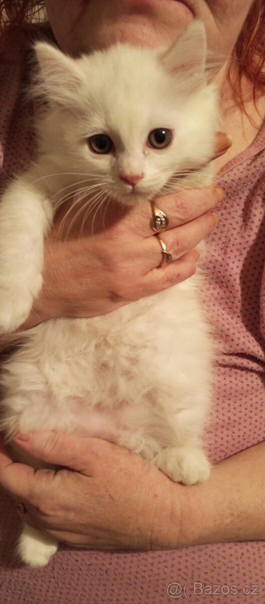 Prodej Britských kotatek - 5