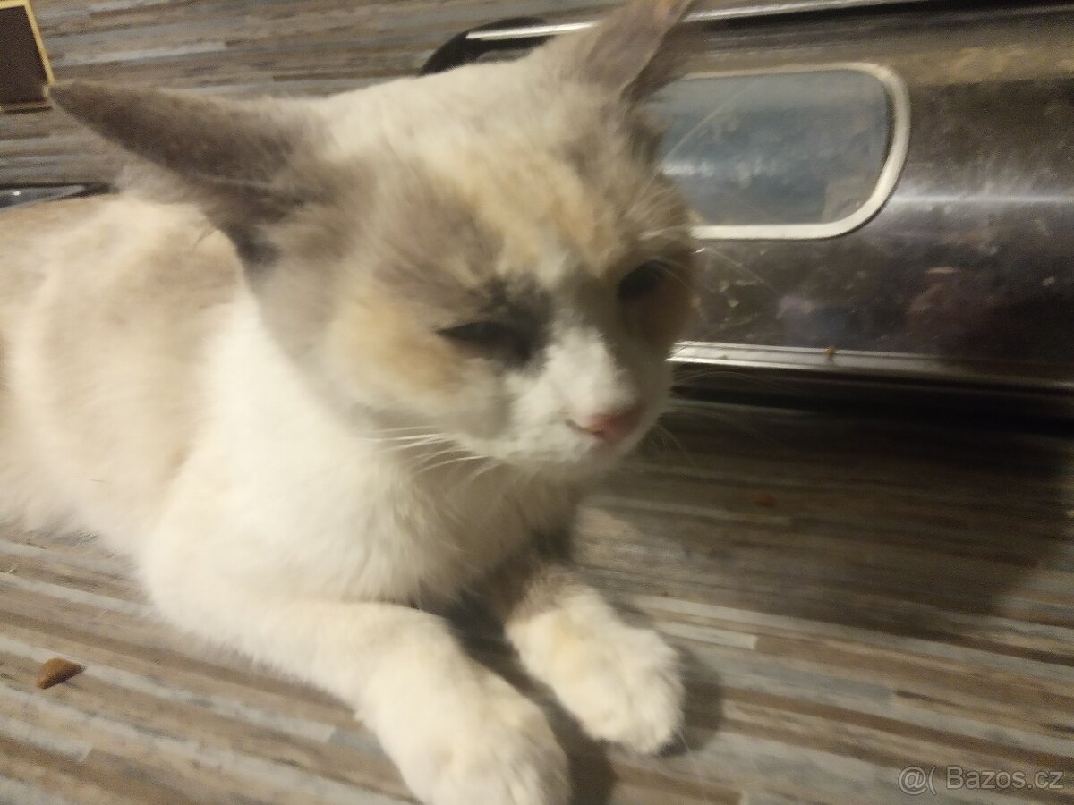 Siamská+ Ragdoll - 5