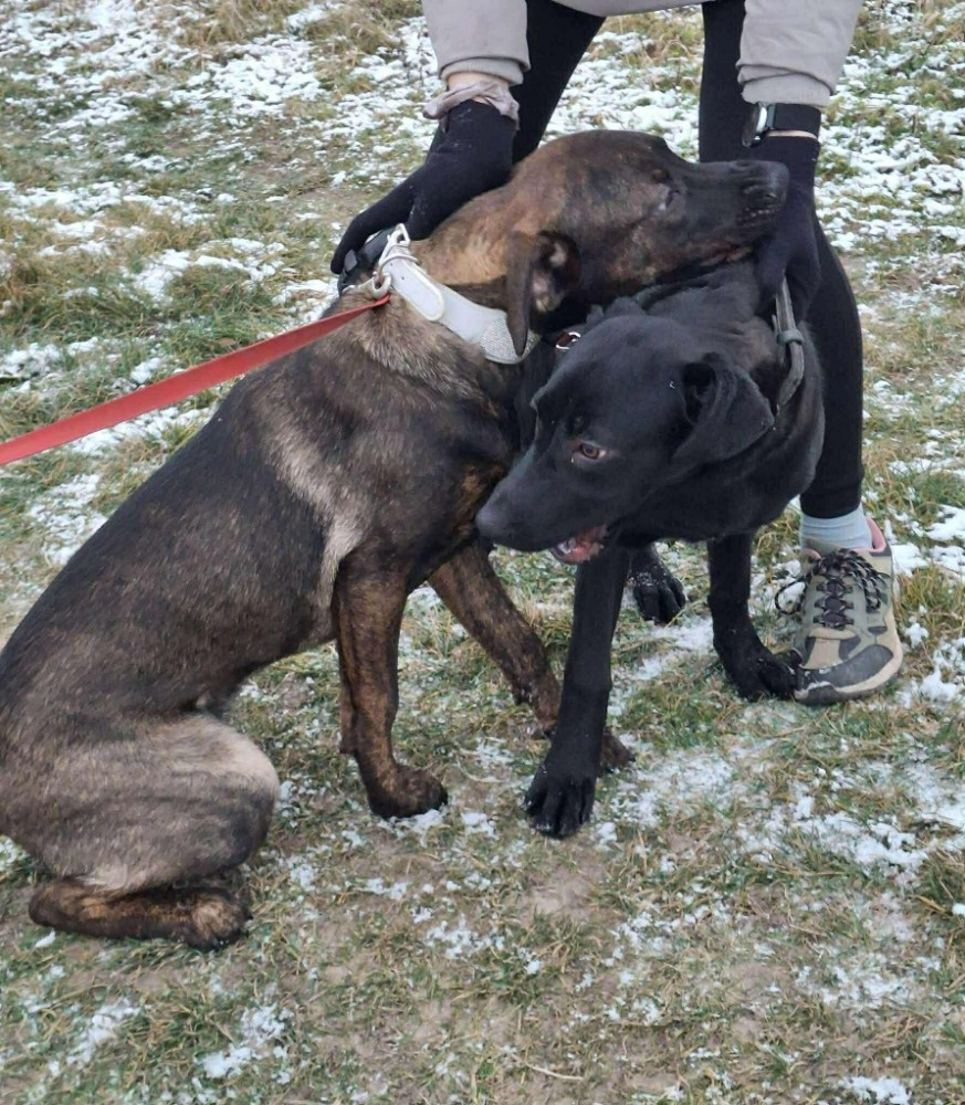 2 fenečky štěňátka - 5