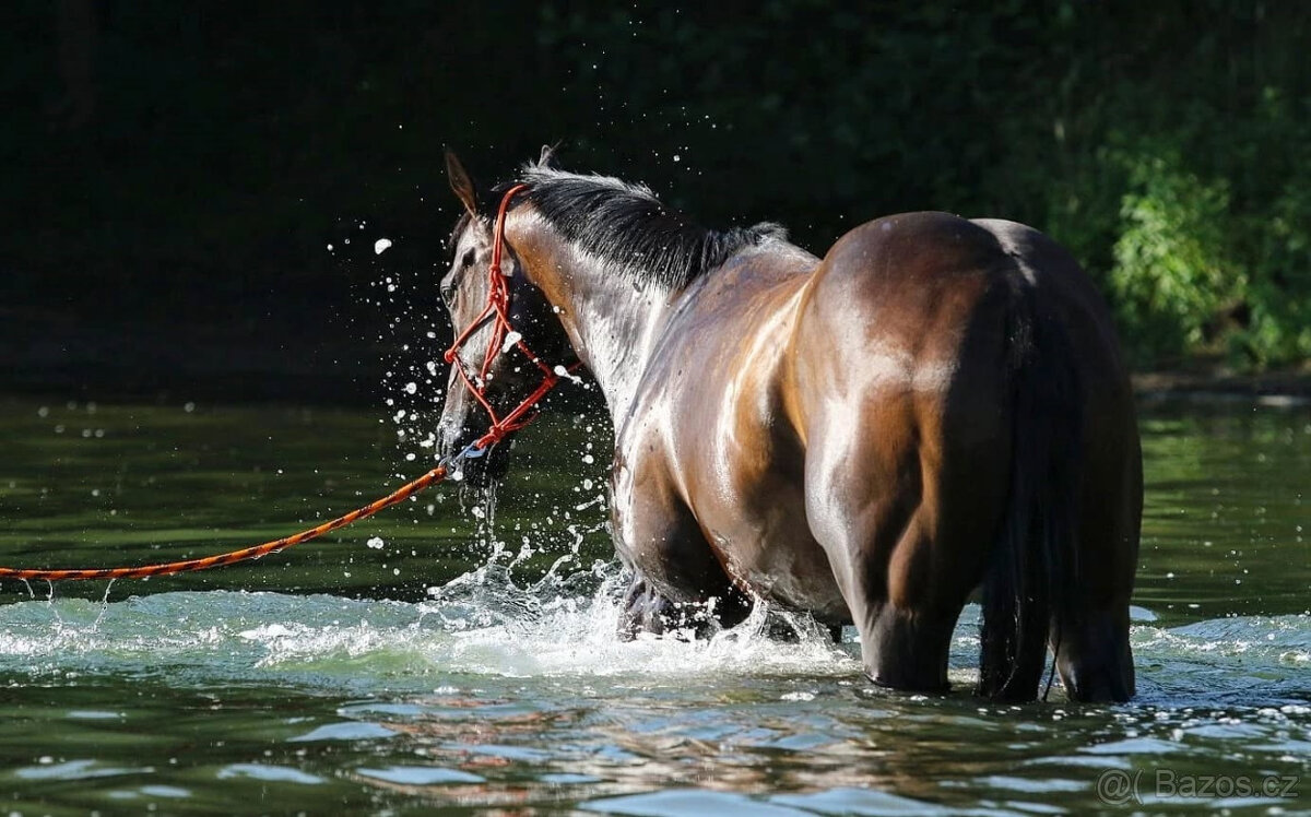 10letý valach A1/1 - 5