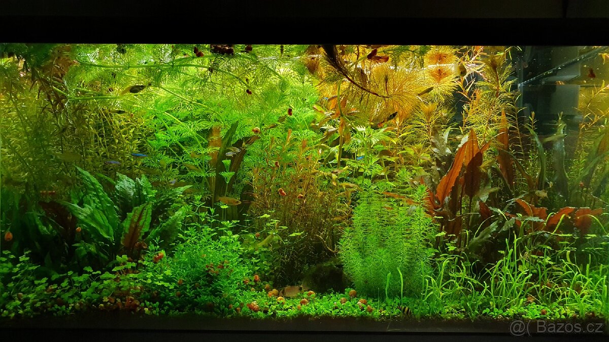 Set akvarijnich rostlinek pro 60l akvarium - 5