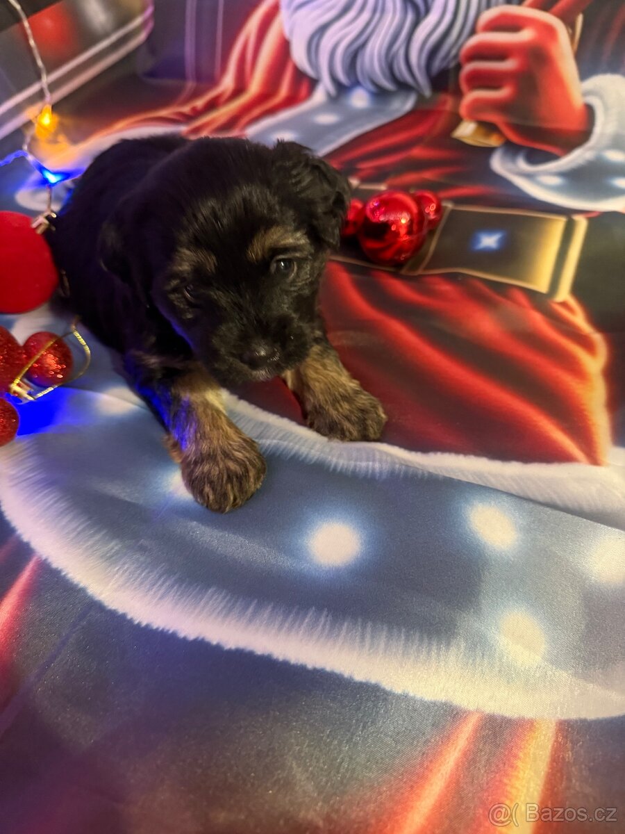 Krásné štěňata - 5