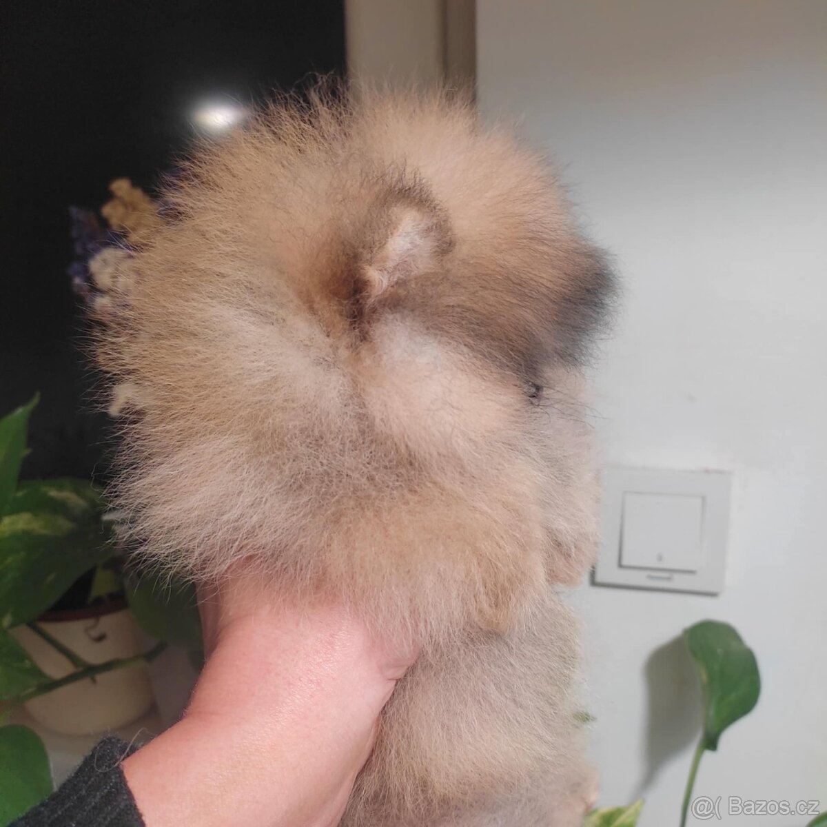 Krásná mini pomeraniánská holčička - 5