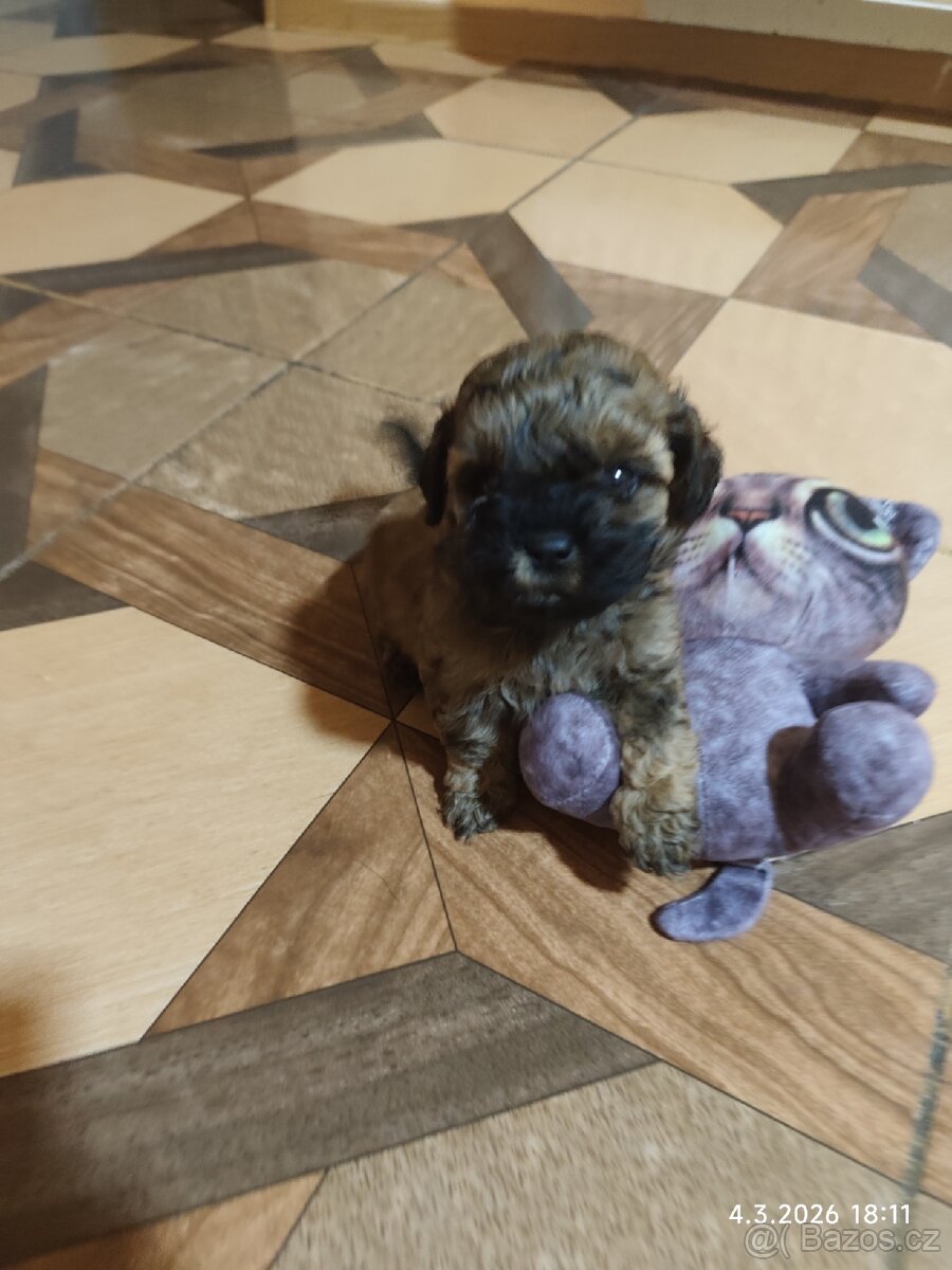 Maltipoo - 5
