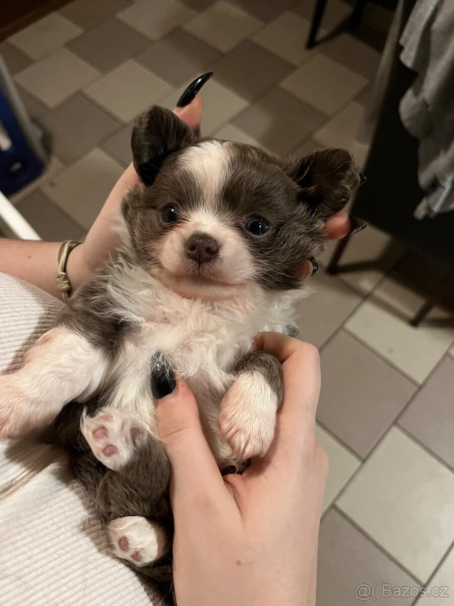 2x dlouhosrstý pejsek s PP FCI, čivava - 5