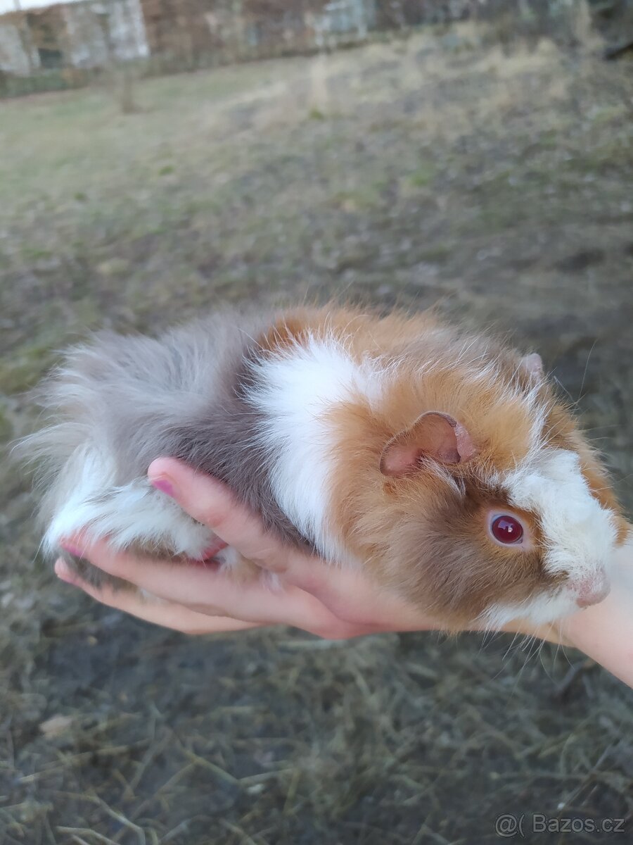 Morčata, morče - 5