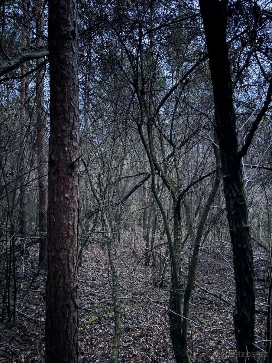 Prodej lesního pozemku k.ú. Vinaře - 5