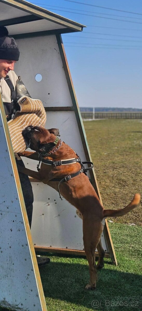 Německý boxer - krytí - 5