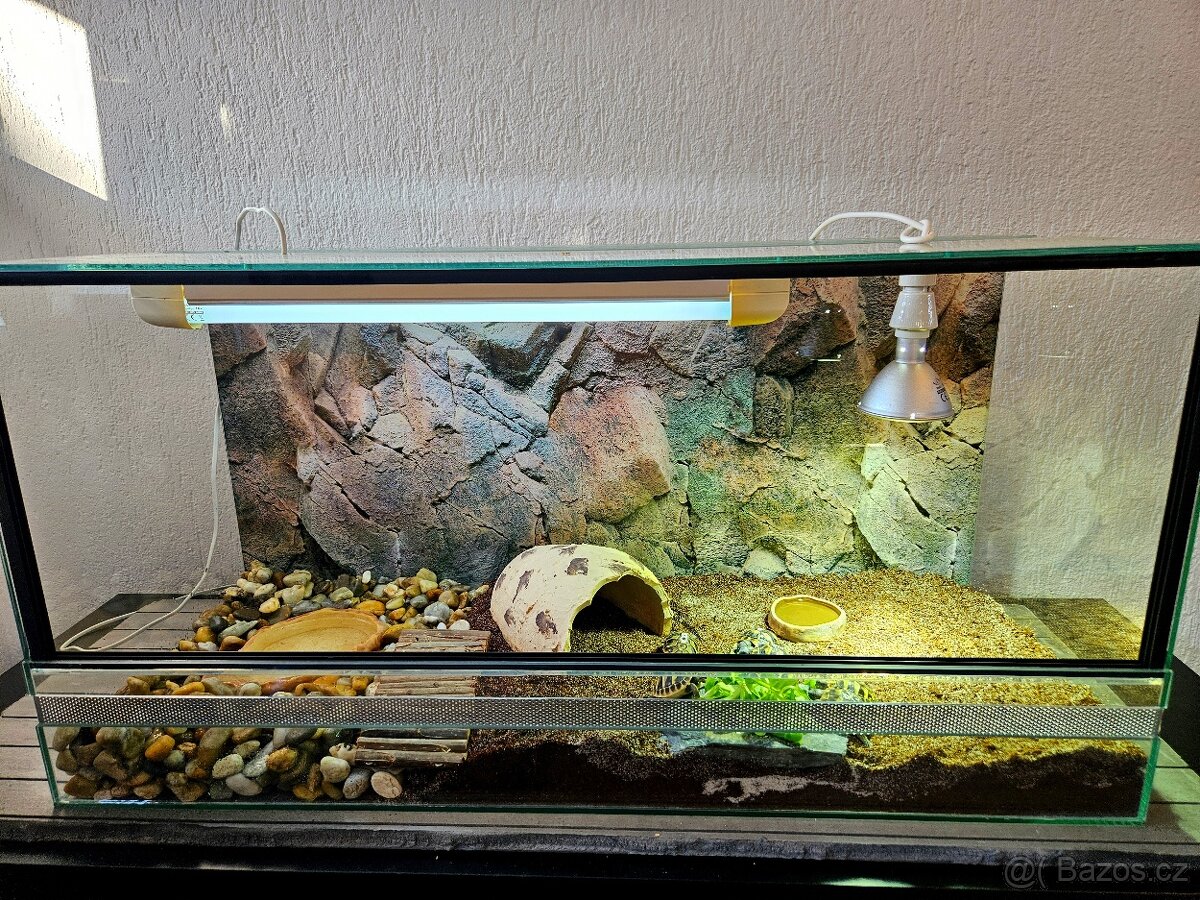 Želva zelenavá - 5