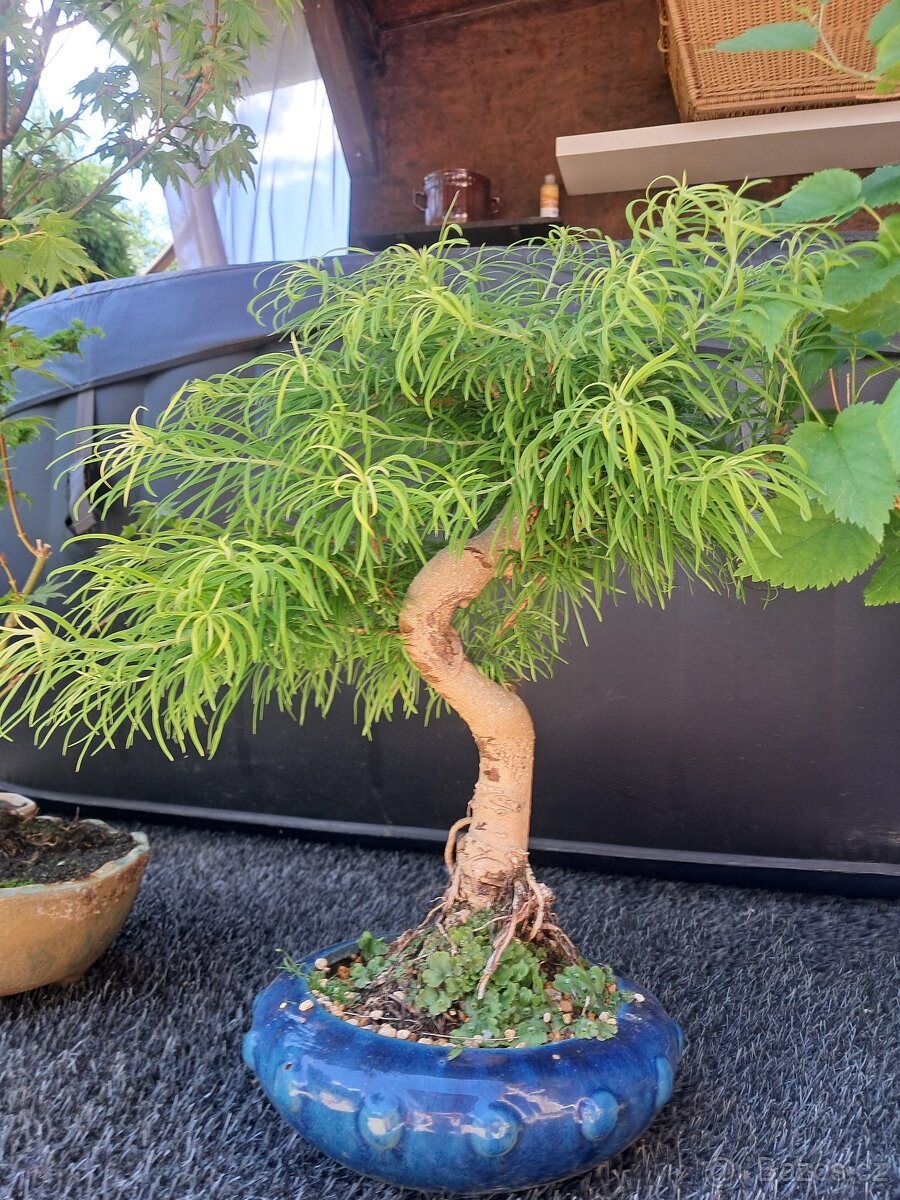 Bonsaj, bonsai - 5