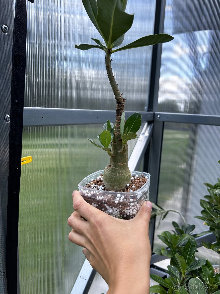 Adenium arabicum - 5