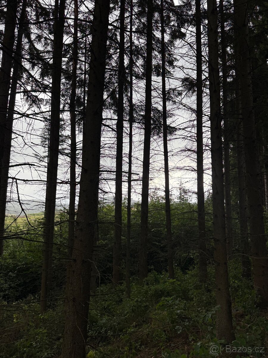 Prodej lesa Drnovice u Valašských Klobouk - 2294m2 - 5