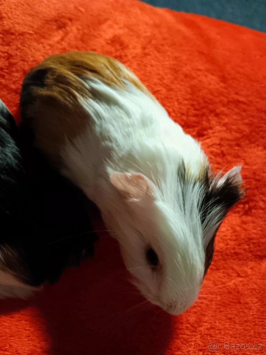 Morčátka - samci - 5