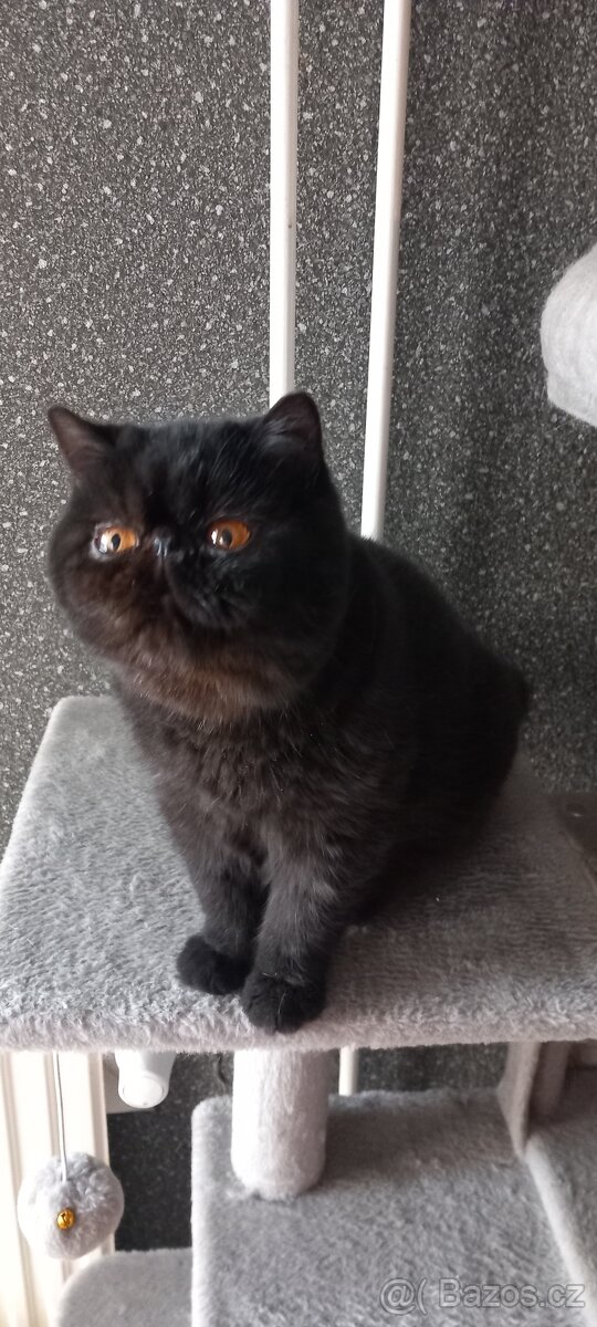 Perska a exotická kotatka - 5