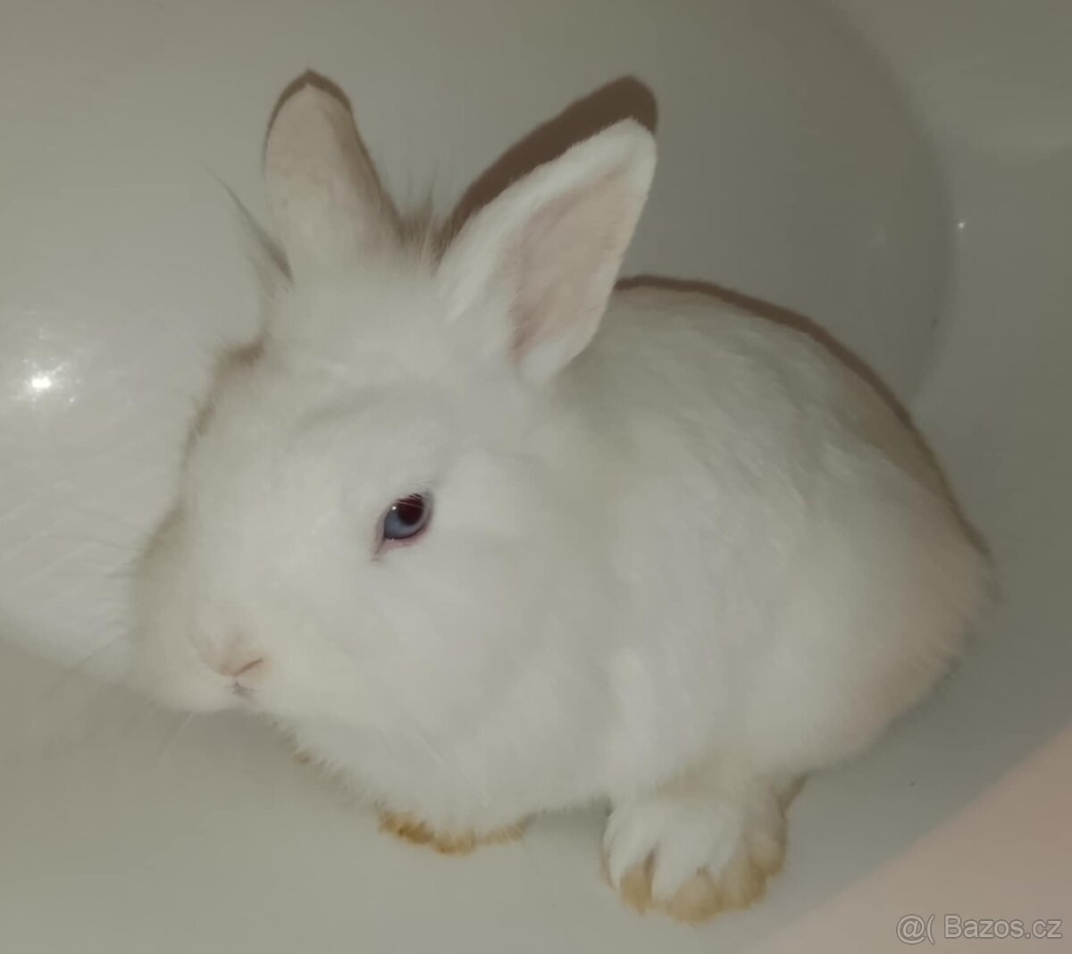 Zakrslý králíček bez PP sameček Billie - 5