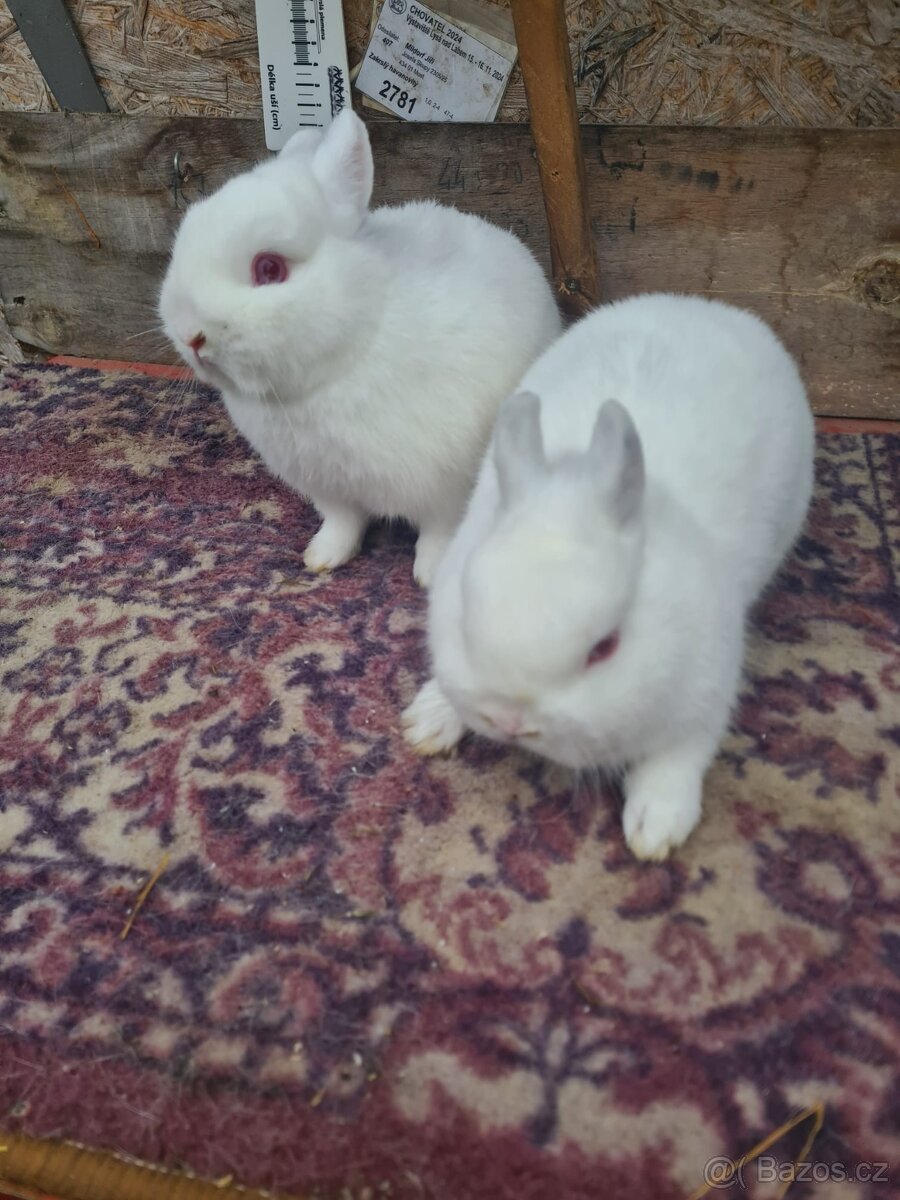 Hermelín červenooký - 5