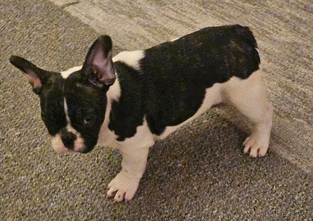 Francouzský buldoček - 5