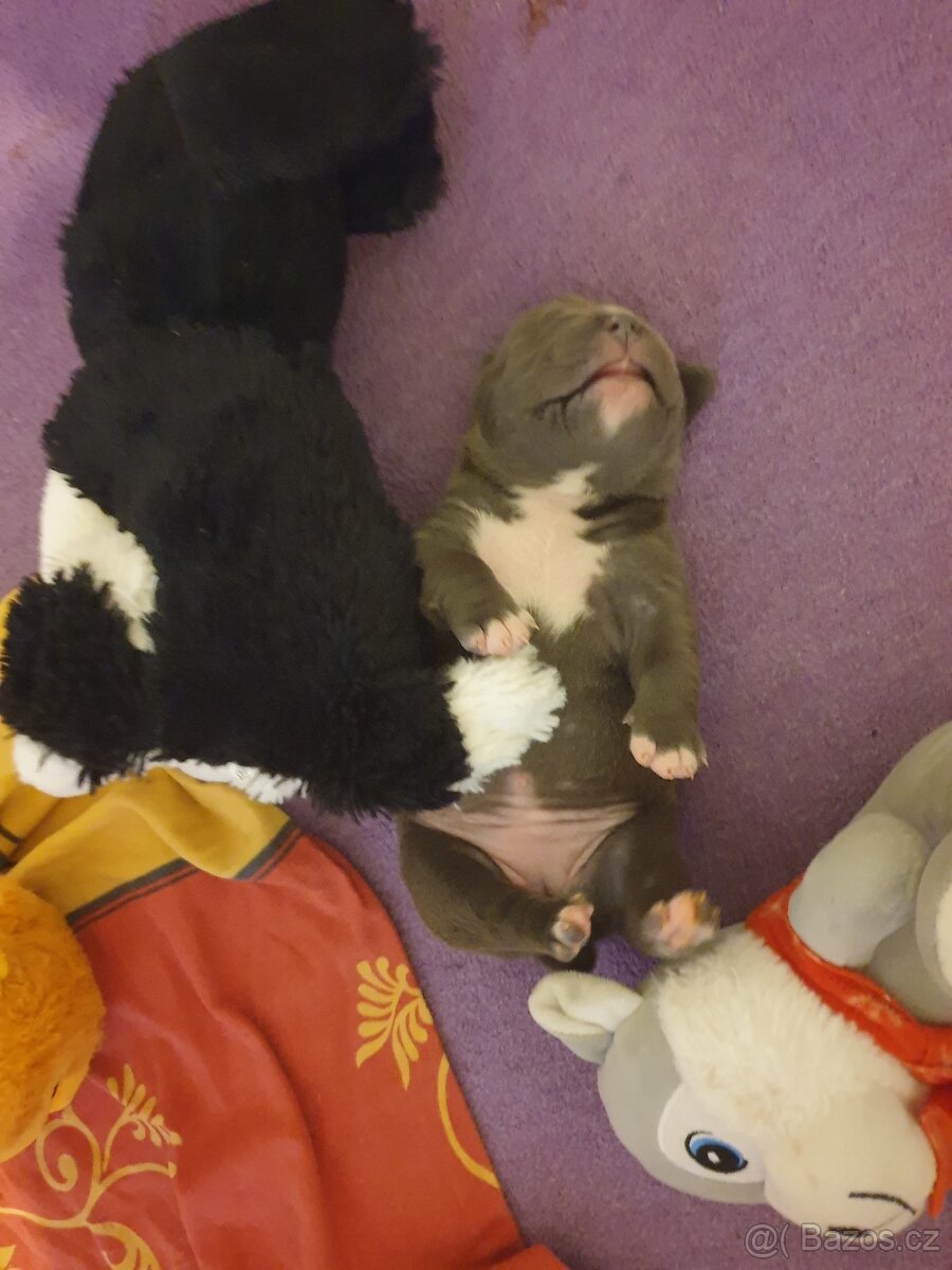 American Bully pocket - 5