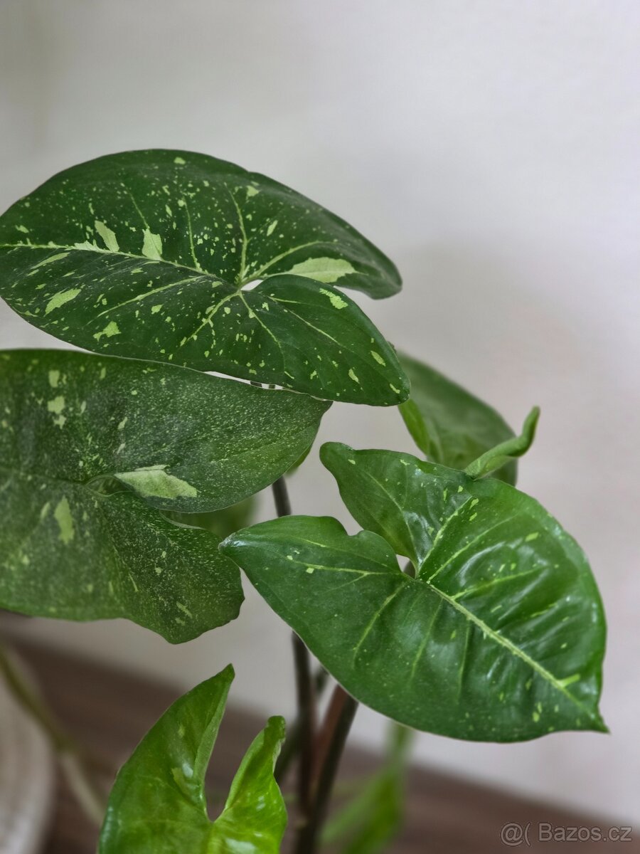 Rostlinné přebytky - 5