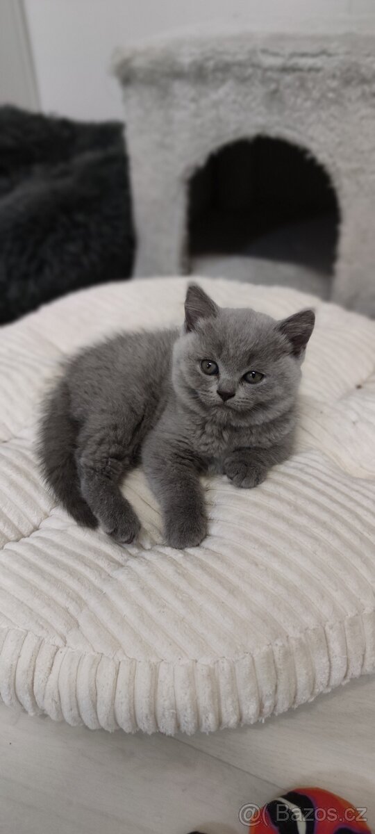 NABÍZÍM BRITSKÉ MODRÉ KOCOURKY NA PROSINEC - 5