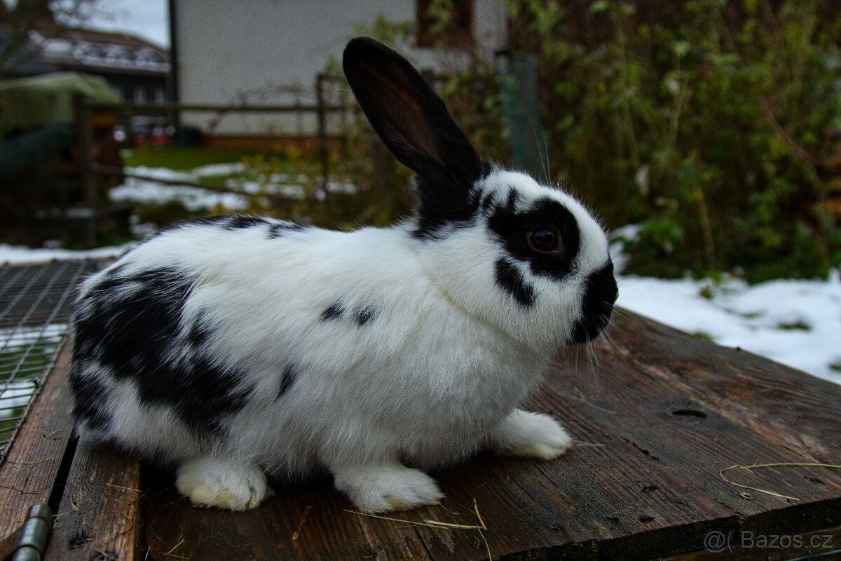 Zakrslý králík - 5