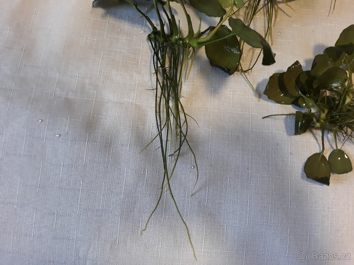 Akvarijní rostliny - 5