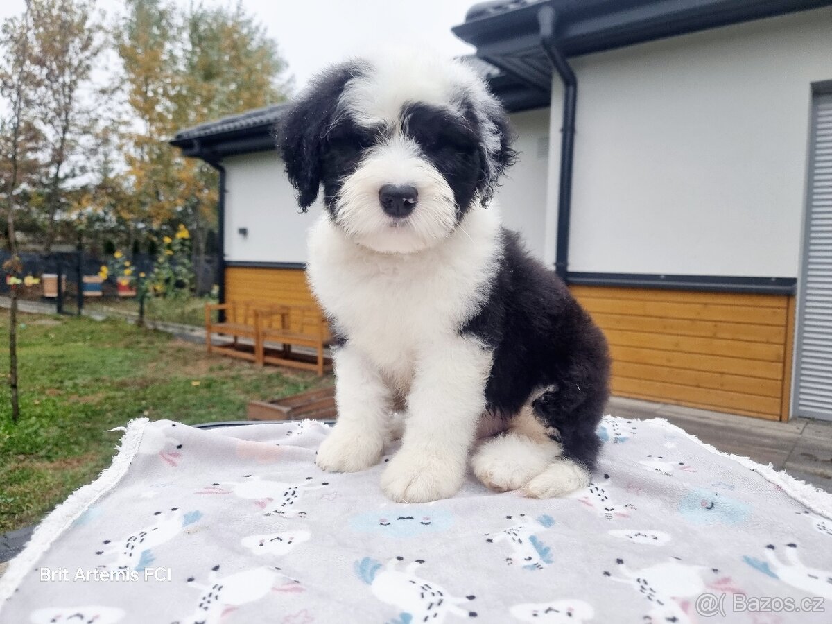 Staroanglický ovčák bobtail - 2 kluci k dispozici - 5