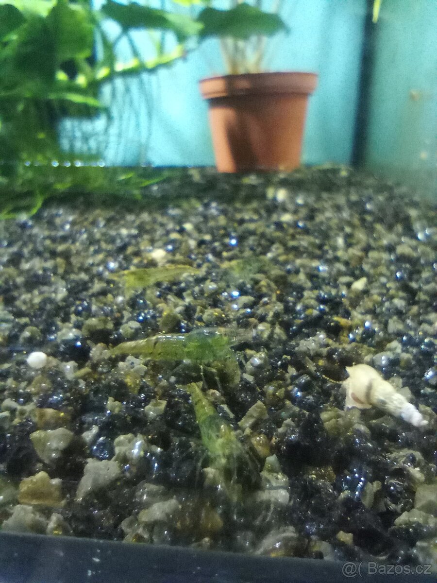 (NEDOSTUPNÉ) krevetky Neocaridina Palmata Green - 5