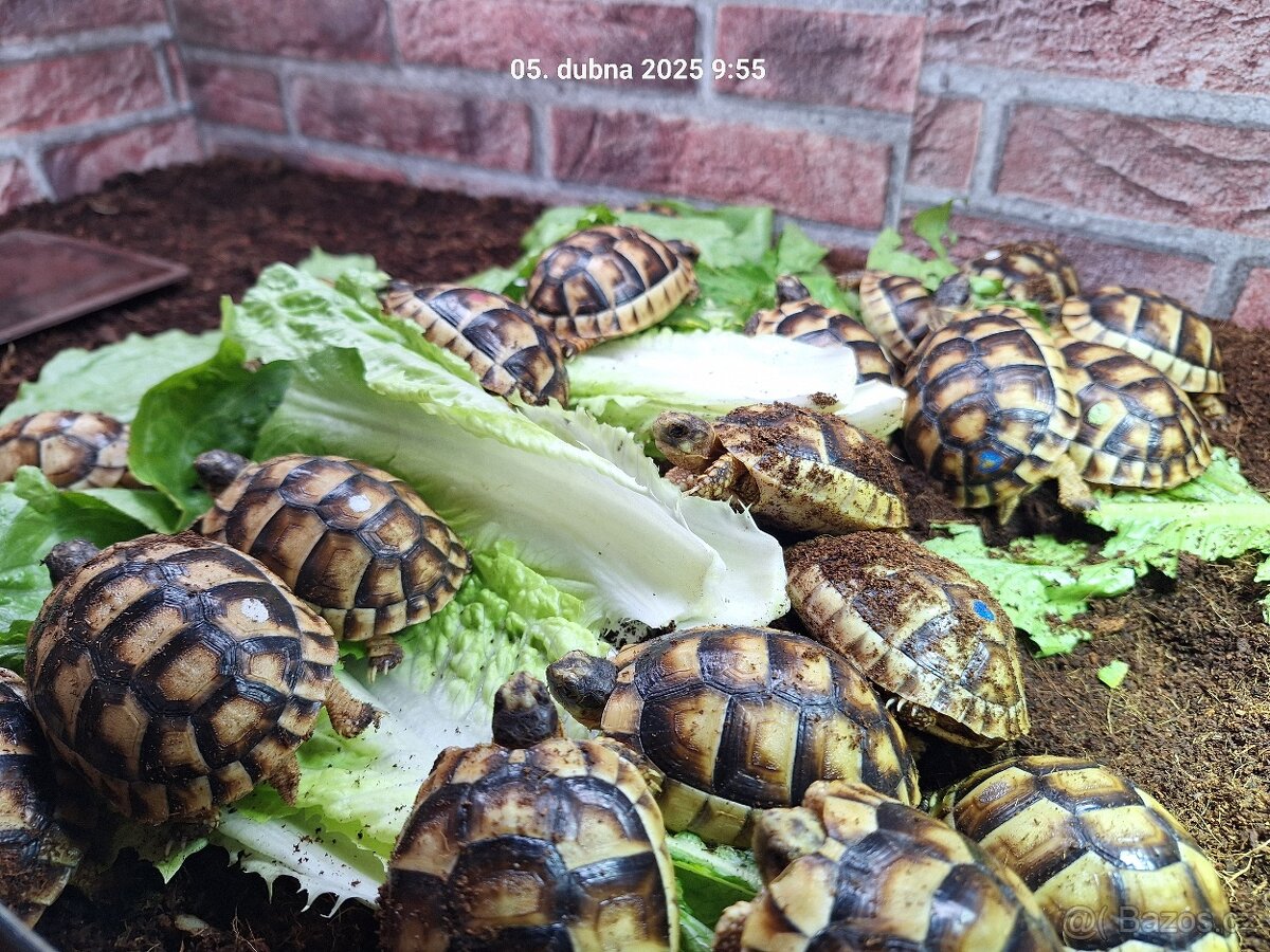 Suchozemská želva Zelenavá a Vroubená - 5