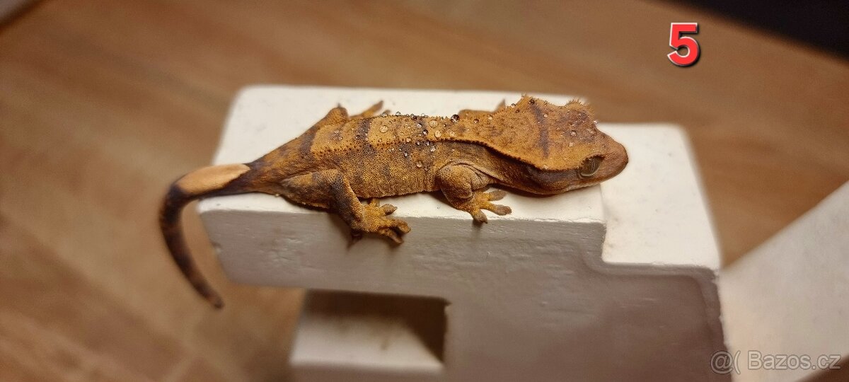 Pagekon řasnatý - 5