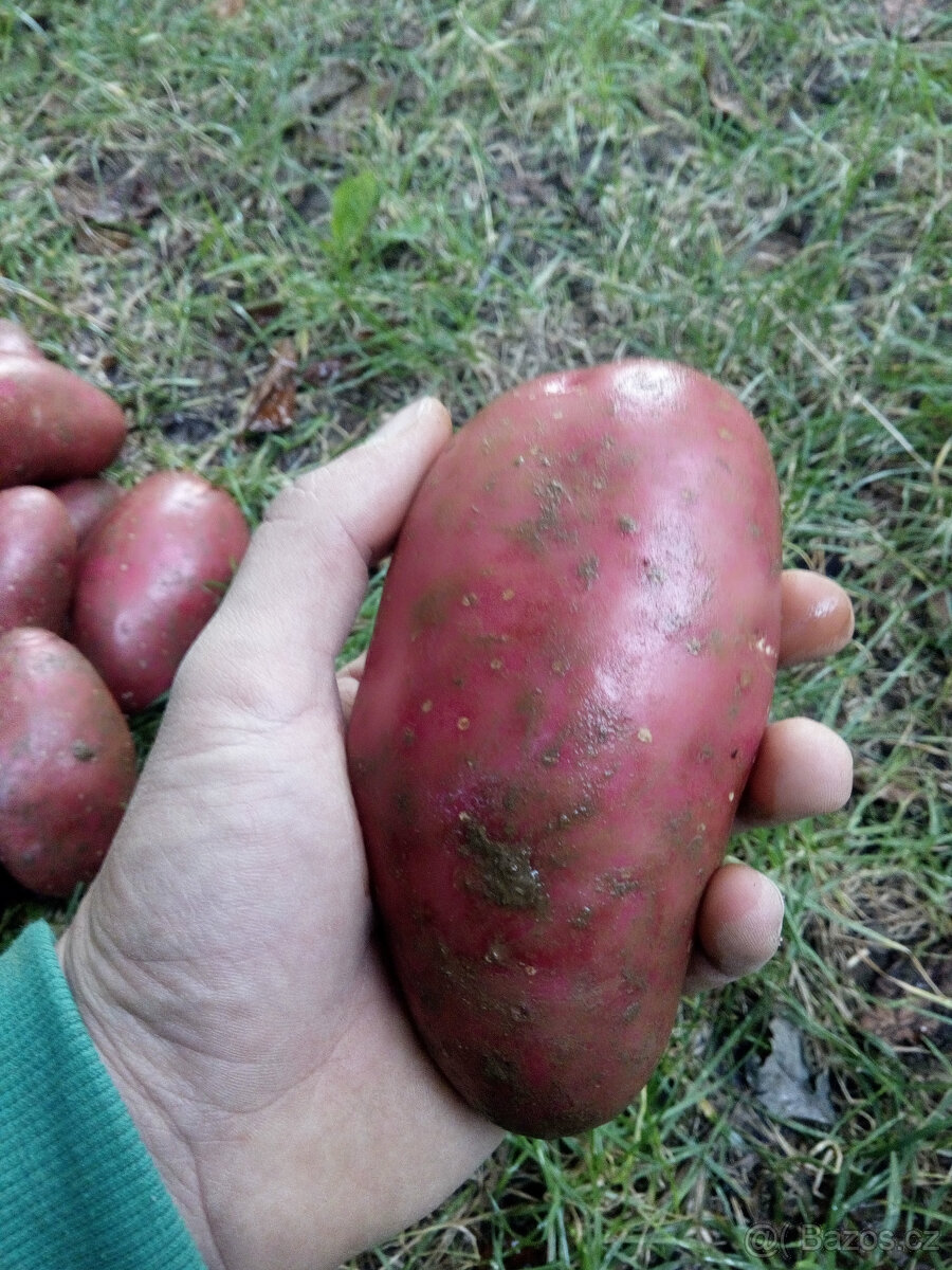 Brambory konzumní, krmné i sadbové – doprodej - 5