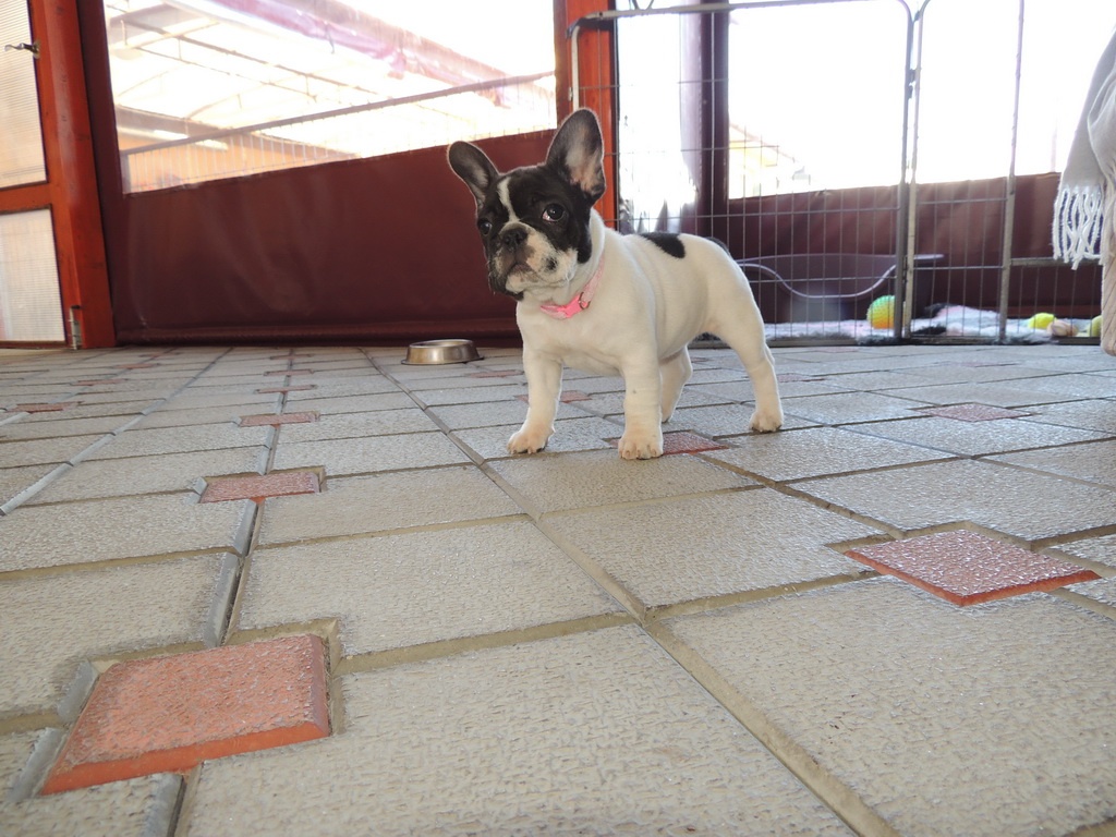 Francouzský buldoček S PP. - 5