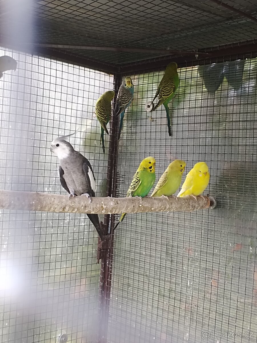 Andulka vlnkovaná - 5