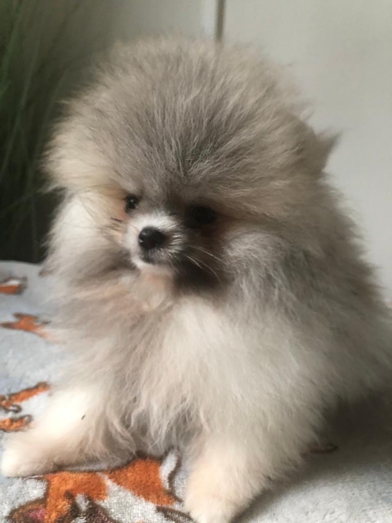 Pomeranian s p.p - 5