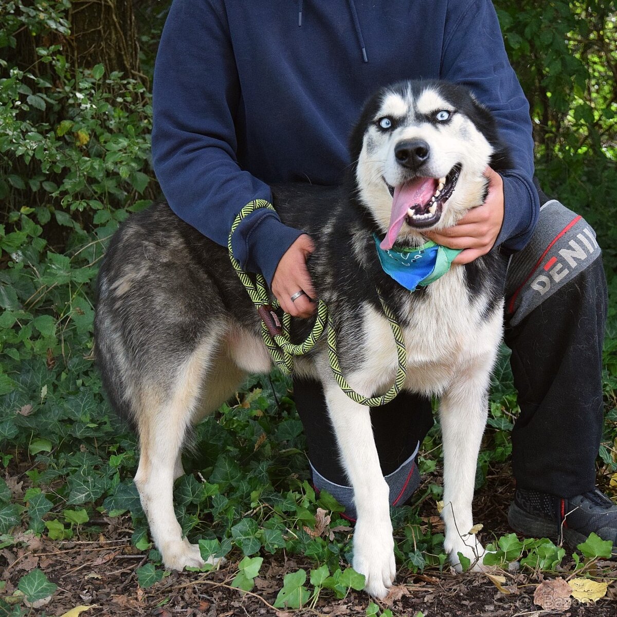 PUMA K ADOPCI - přátelský hasky - 5