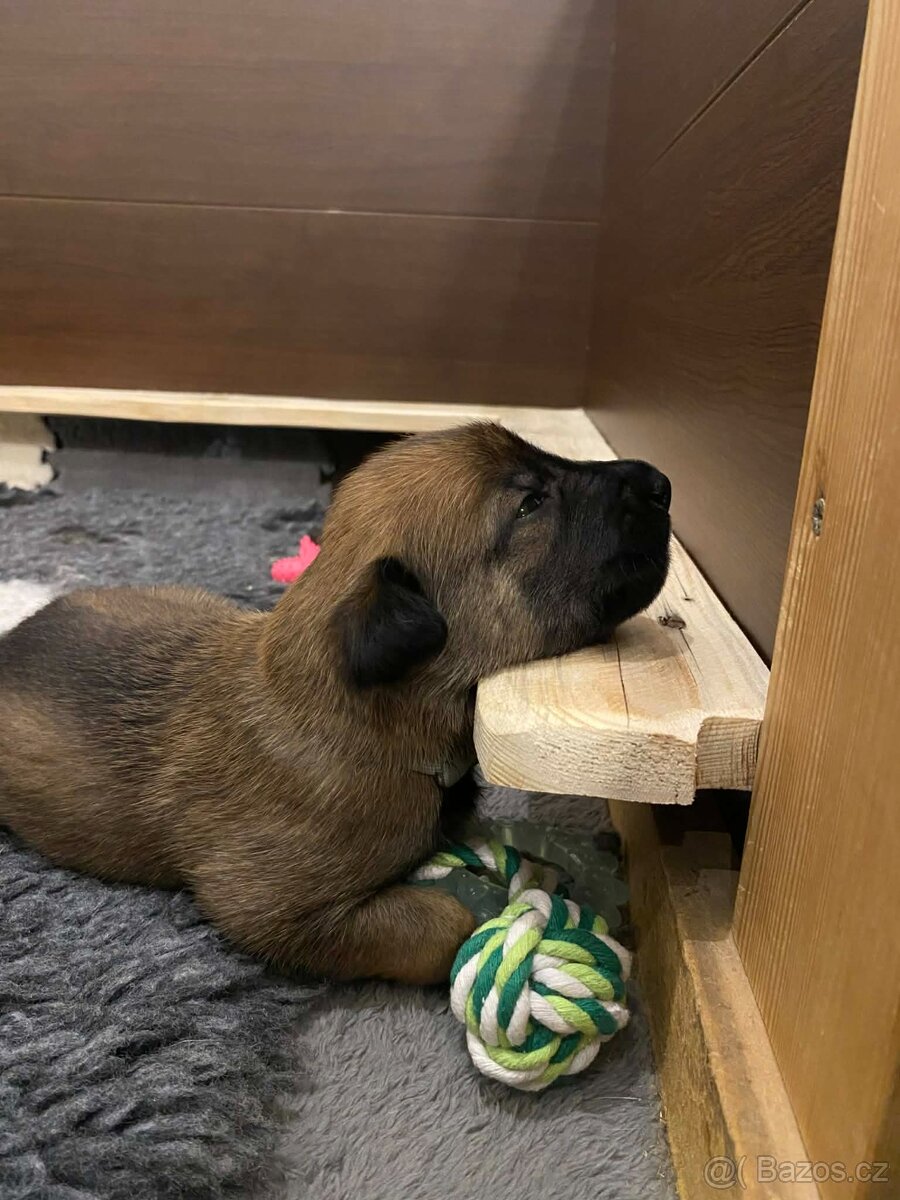 Štěňata Belgického ovčáka s PP - 5