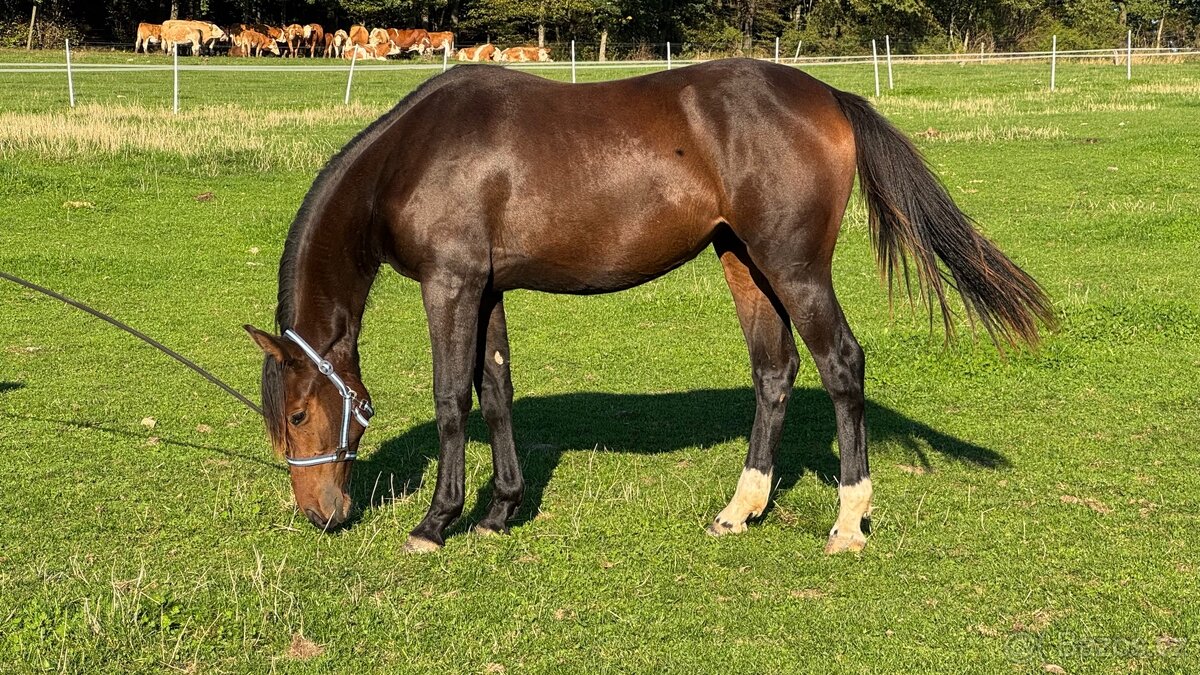 Kobylka ČT 1,5roku - 5