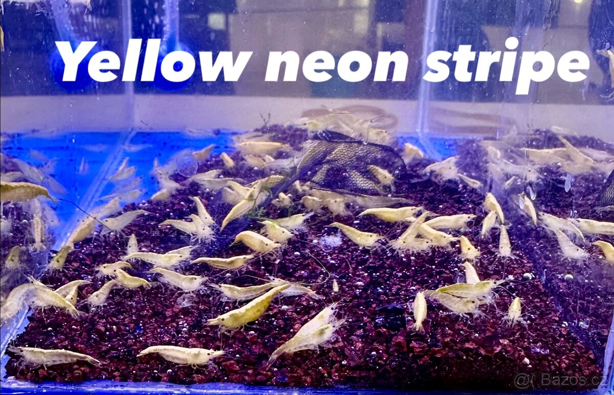 Neocaridina Krevety - 5