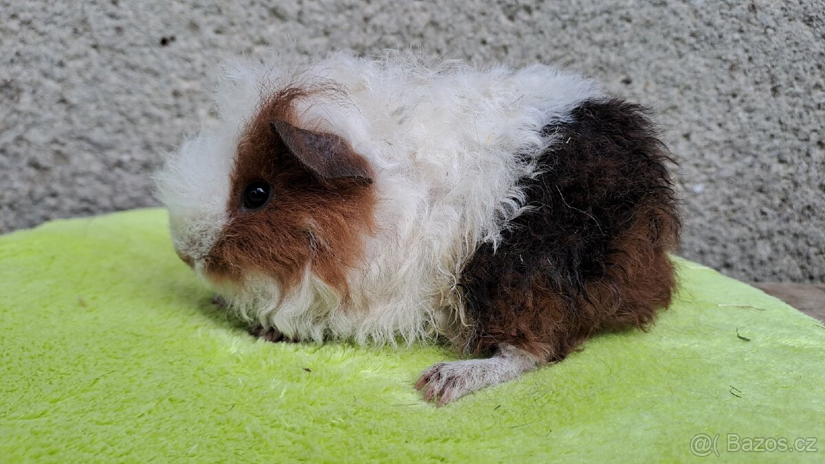 Samci i samičky dlouhosrstých morčat - 5