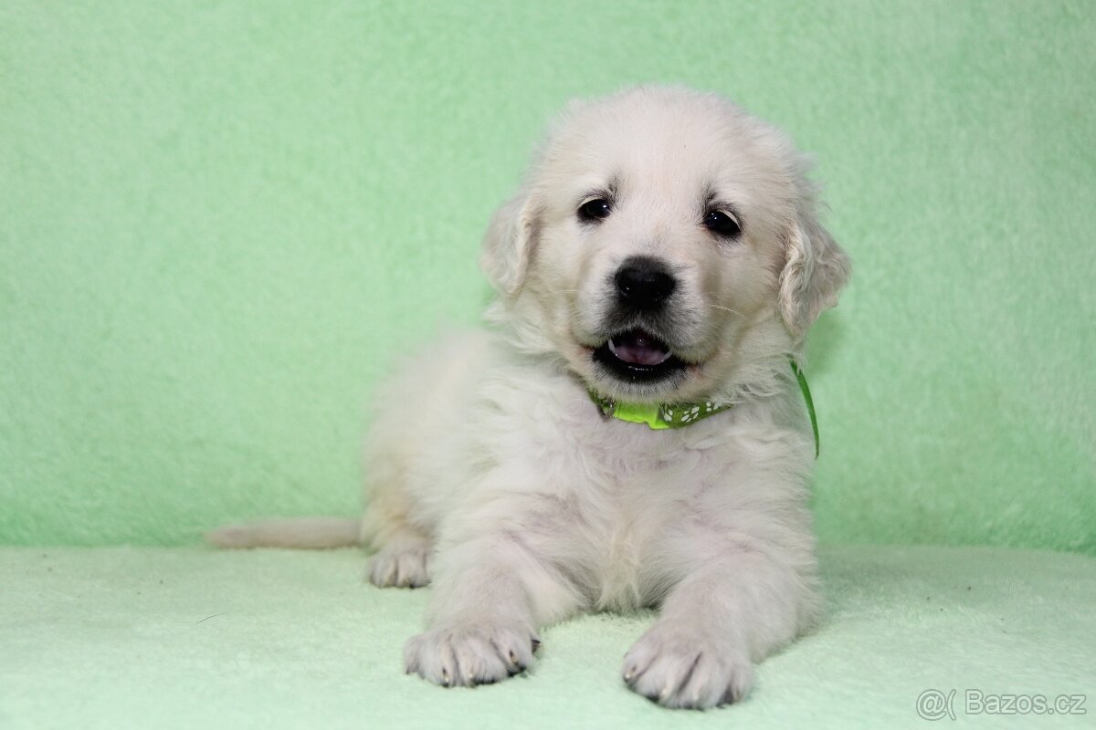 Slovenský čuvač - 5