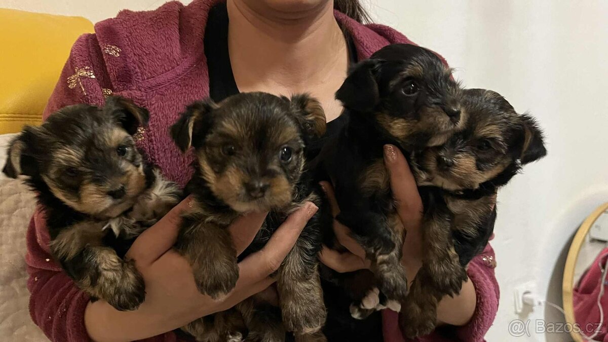 YORKŠÍRSKÝ TERIÉR - 5