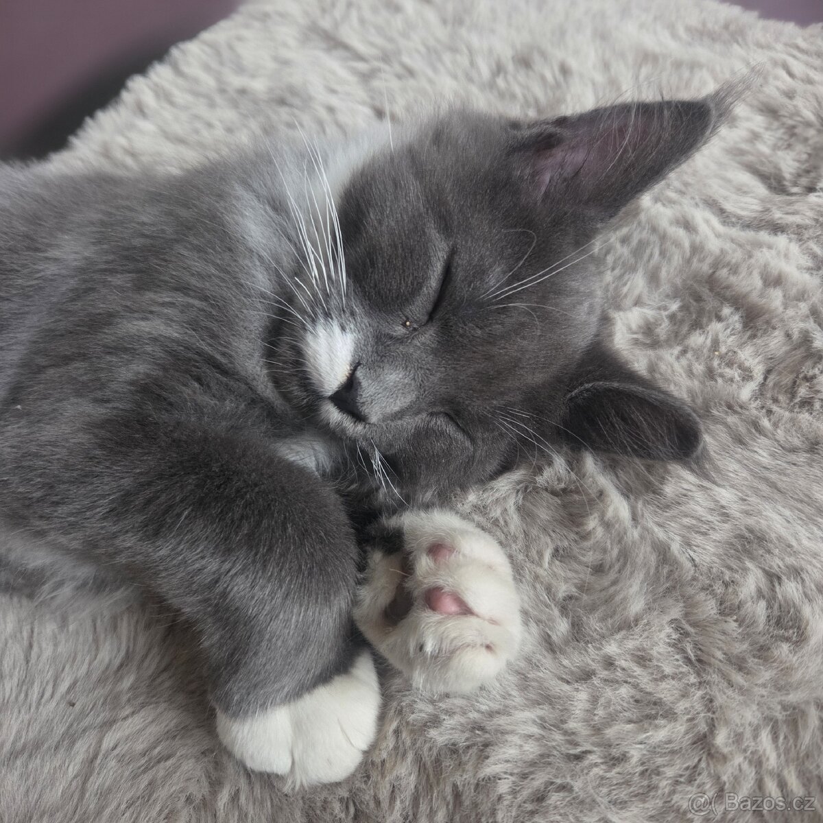 Mainská mývalí kočka - 5