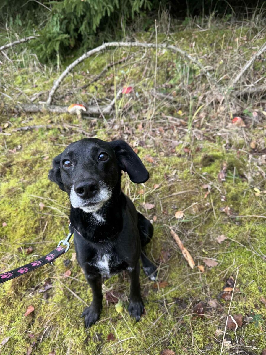 Bobík, kříženec hledá domov - 5