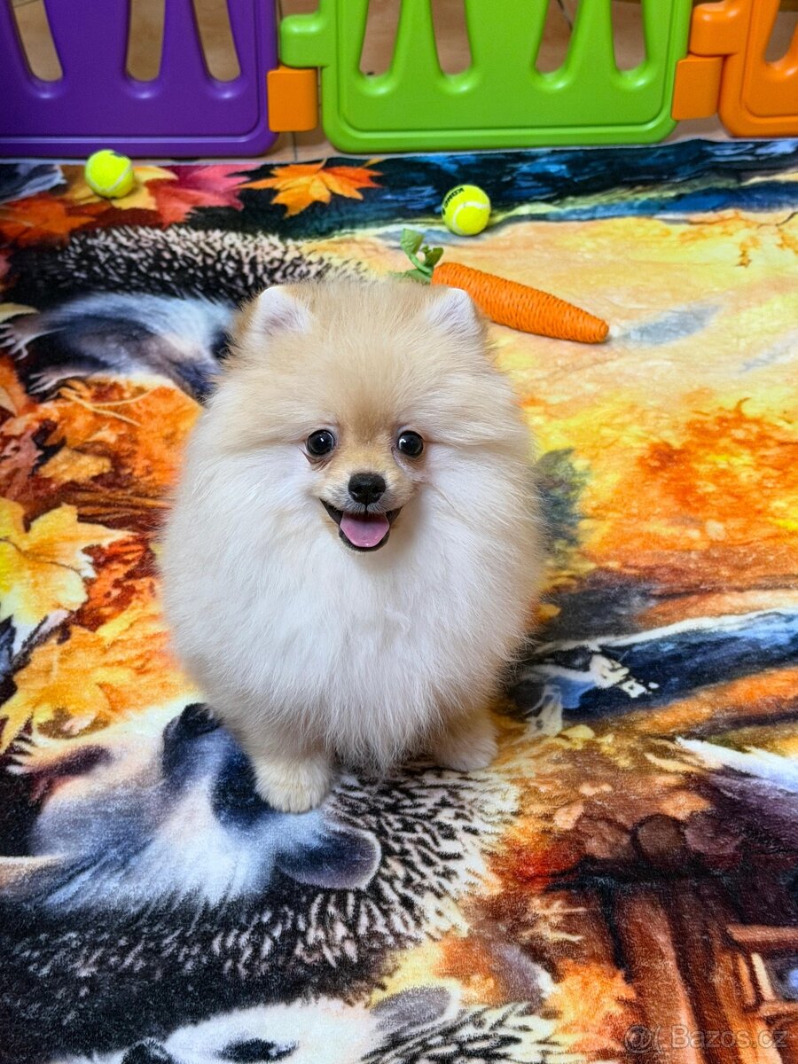 Pomeranian s PP - 5