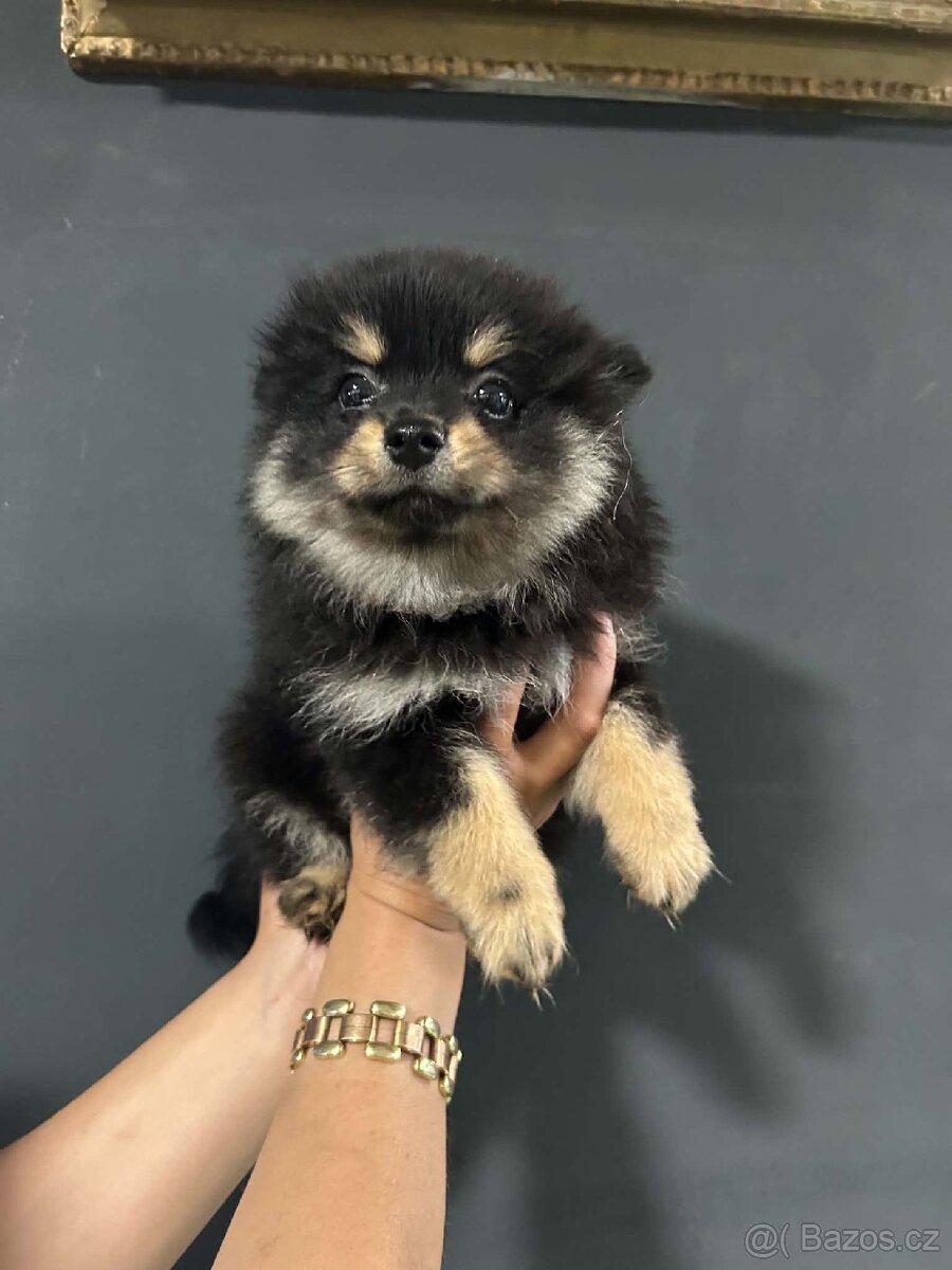 Pomeranian, Pomerian - 5