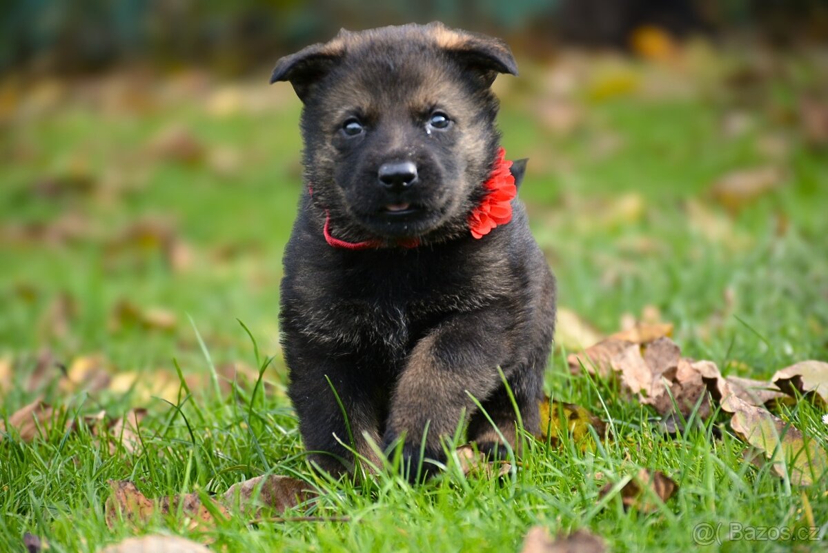 Německý ovčák s PP - 5