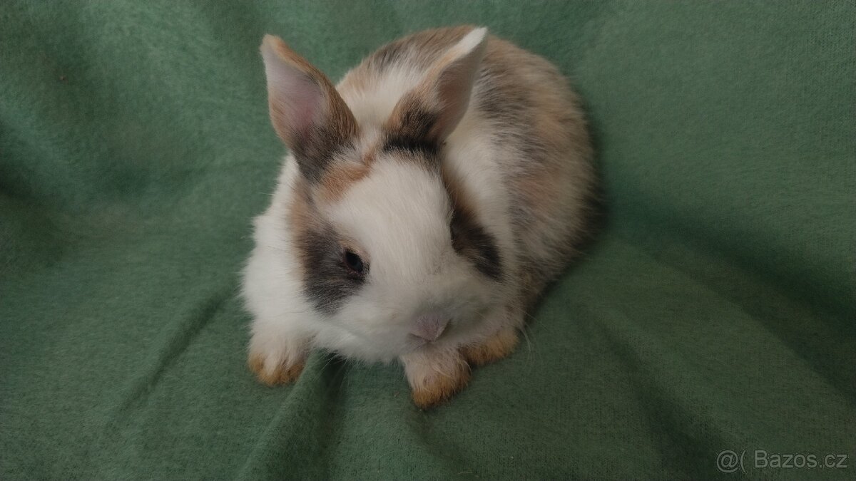 Zakrslý lvíček, králíček teddy - 5