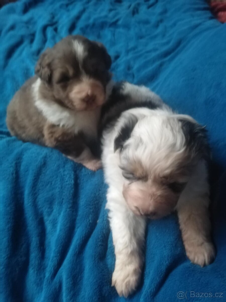 australsky ovcak - 5