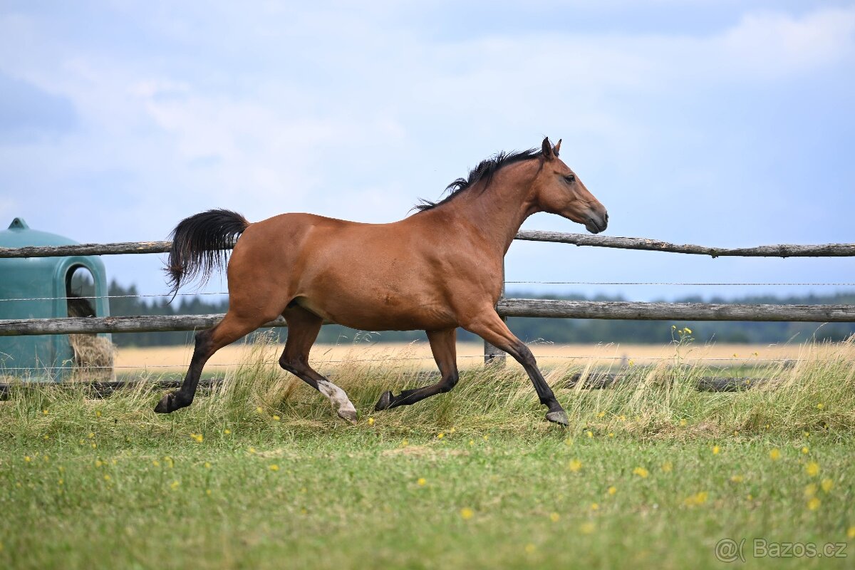 Klisna do chovu i sportu - 5