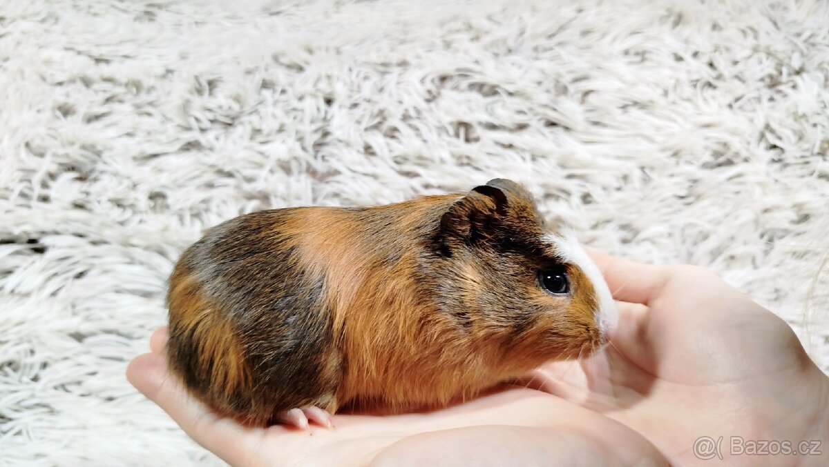 Morče, Morčata, Morčátko, Morčátka - JACOB A JAMES - 5